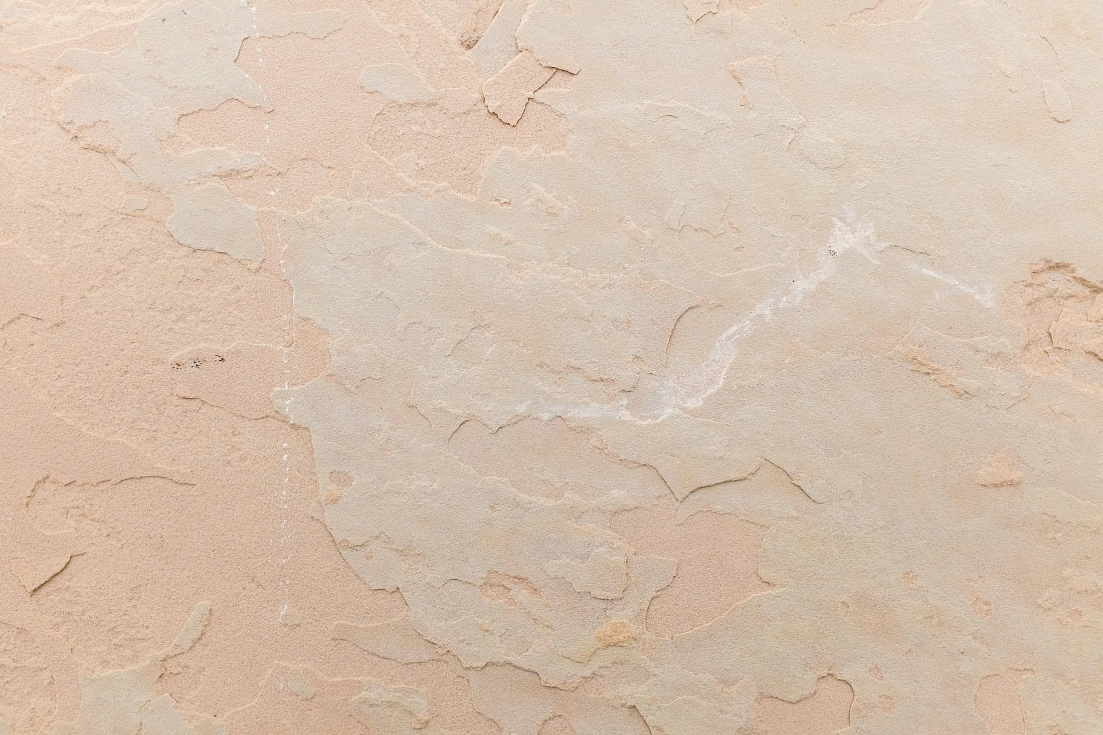 Canetoad surface map